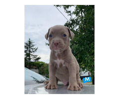 Pit Bull puppies | free-classifieds-usa.com - 1