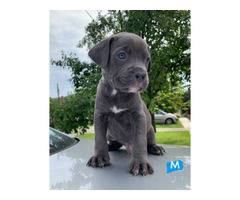 Pit Bull puppies | free-classifieds-usa.com - 2