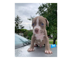 Pit Bull puppies | free-classifieds-usa.com - 3