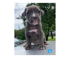 Pit Bull puppies | free-classifieds-usa.com - 4