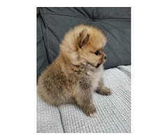 Beautiful Pomeranian Spitz | free-classifieds-usa.com - 2