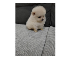Beautiful Pomeranian Spitz | free-classifieds-usa.com - 3