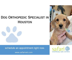 Dog Orthopedic Specialist in Houston - Get Your Pup Back on Their Paws! | free-classifieds-usa.com - 1