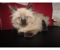 Ragdoll kittens for sale | free-classifieds-usa.com - 1