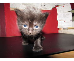 Ragdoll kittens for sale | free-classifieds-usa.com - 3
