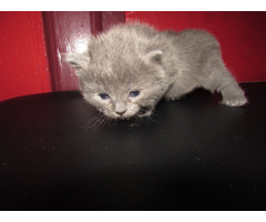 Ragdoll kittens for sale | free-classifieds-usa.com - 4
