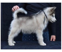 Alaskan malamute puppies | free-classifieds-usa.com - 2