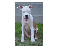 American Stafford Terrier TOP QUALITY | free-classifieds-usa.com - 3