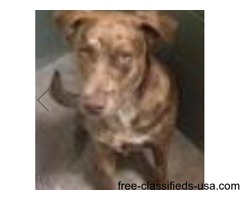 LOST DOG ! | free-classifieds-usa.com - 1