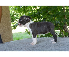 Boston Terrier  | free-classifieds-usa.com - 1