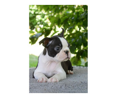 Boston Terrier  | free-classifieds-usa.com - 2