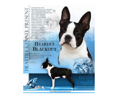 Boston Terrier  | free-classifieds-usa.com - 4