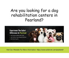 Are you looking for a dog rehabilitation centers in Pearland? | free-classifieds-usa.com - 1