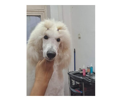 Large royal poodle puppy  | free-classifieds-usa.com - 1