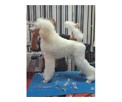 Large royal poodle puppy  | free-classifieds-usa.com - 3