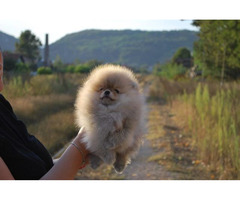 Pomeranian puppies  | free-classifieds-usa.com - 1