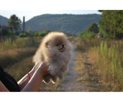 Pomeranian puppies  | free-classifieds-usa.com - 2