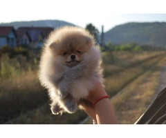 Pomeranian puppies  | free-classifieds-usa.com - 3