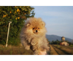 Pomeranian puppies  | free-classifieds-usa.com - 4