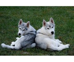 Siberian husky  puppies | free-classifieds-usa.com - 1