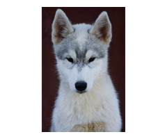 Siberian husky  puppies | free-classifieds-usa.com - 2