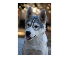Siberian husky  puppies | free-classifieds-usa.com - 3
