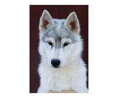 Siberian husky  puppies | free-classifieds-usa.com - 4