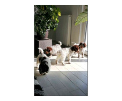 Lagotto Romagnolo puppies | free-classifieds-usa.com - 2