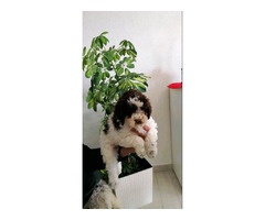 Lagotto Romagnolo puppies | free-classifieds-usa.com - 3