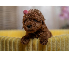 Red dwarf and toy poodles   | free-classifieds-usa.com - 1