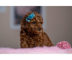 Red dwarf and toy poodles   | free-classifieds-usa.com - 2