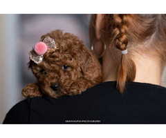 Red dwarf and toy poodles   | free-classifieds-usa.com - 3