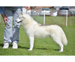 Siberian Husky male for sale | free-classifieds-usa.com - 1