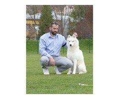 Siberian Husky male for sale | free-classifieds-usa.com - 4