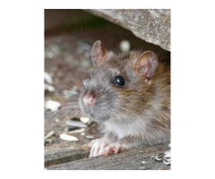 Effective Rat Control Service in Maine | free-classifieds-usa.com - 1
