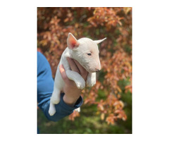 Miniature Bull Terrier puppies | free-classifieds-usa.com - 1