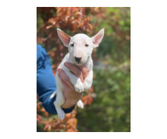 Miniature Bull Terrier puppies | free-classifieds-usa.com - 2