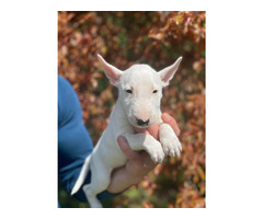 Miniature Bull Terrier puppies | free-classifieds-usa.com - 4