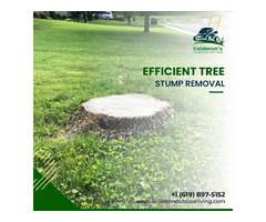 Expert Tree Stump Removal Services in San Diego - Remove Stumps Efficiently | free-classifieds-usa.com - 1