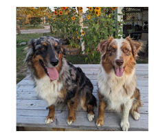 Australian Shepherd Puppies For Sale in Parker, Colorado | free-classifieds-usa.com - 1