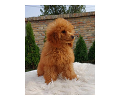 Poodle puppies for sale | free-classifieds-usa.com - 1