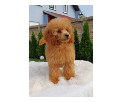 Poodle puppies for sale | free-classifieds-usa.com - 3