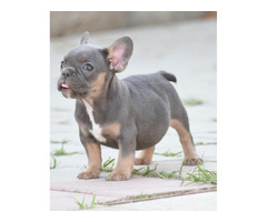 FRENCH BULLDOG - exotic colors   | free-classifieds-usa.com - 1