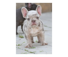 FRENCH BULLDOG - exotic colors   | free-classifieds-usa.com - 2