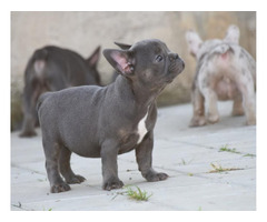 FRENCH BULLDOG - exotic colors   | free-classifieds-usa.com - 3