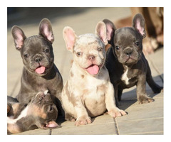 FRENCH BULLDOG - exotic colors   | free-classifieds-usa.com - 4