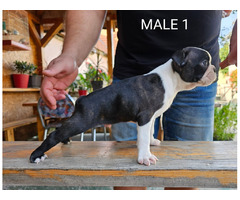 Boston Terrier puppies | free-classifieds-usa.com - 1