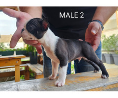 Boston Terrier puppies | free-classifieds-usa.com - 2