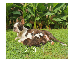 Boston Terrier puppies | free-classifieds-usa.com - 3