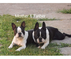 Boston Terrier puppies | free-classifieds-usa.com - 4